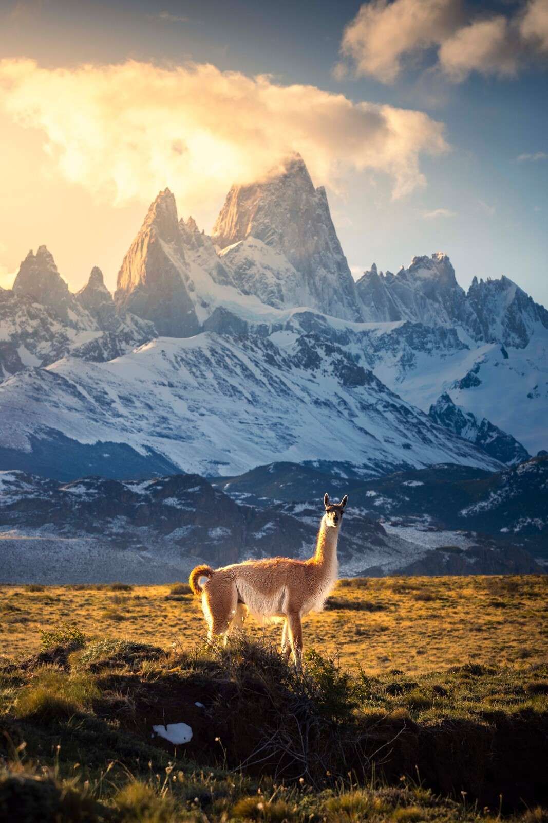 Guanaco i sollys for Andesfjellene.
