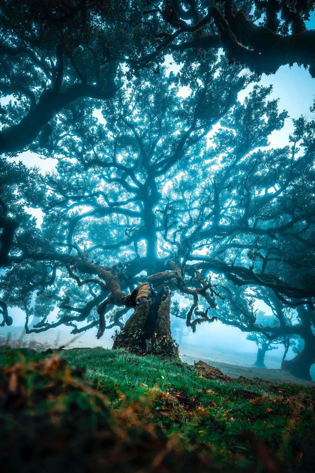 Gammel eik i tåkeskog