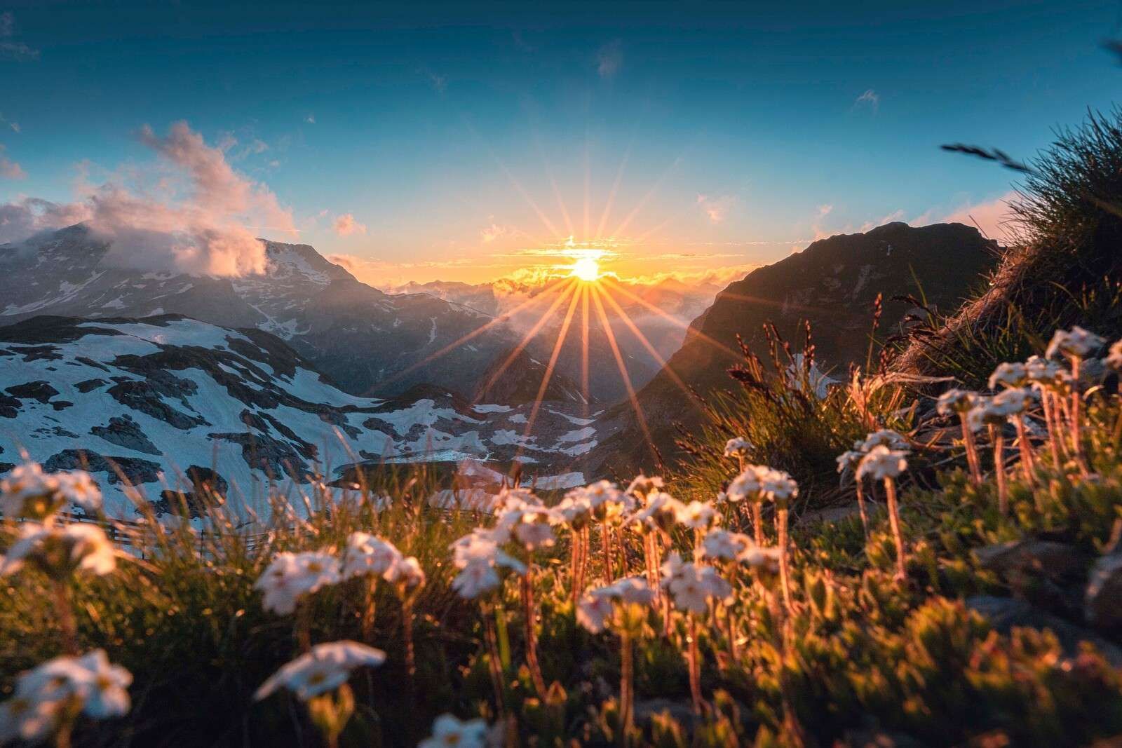 Solljus över alpängen