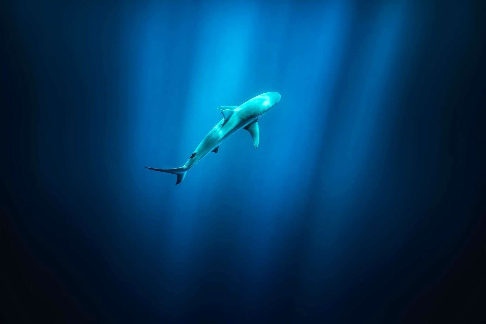 Haj i djupblått havsljus