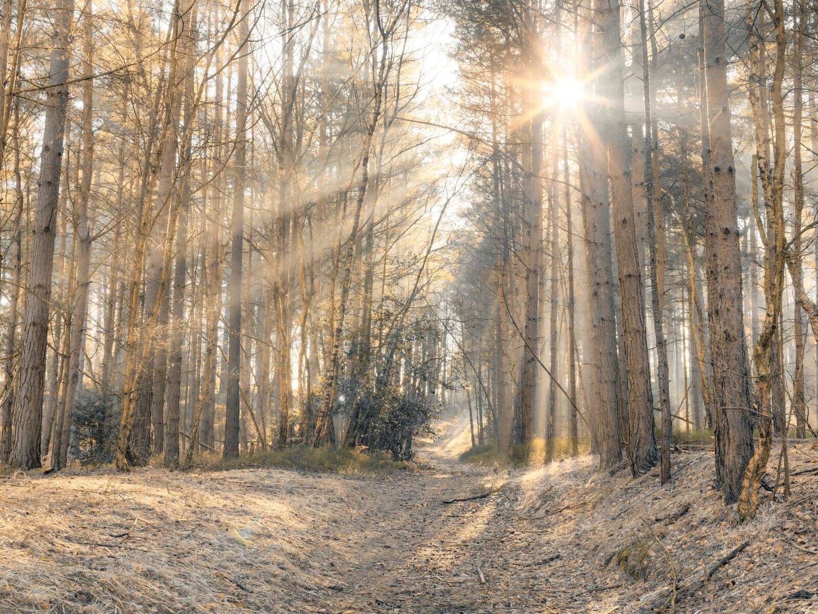 Solen skinner gjennom trærne i skogen