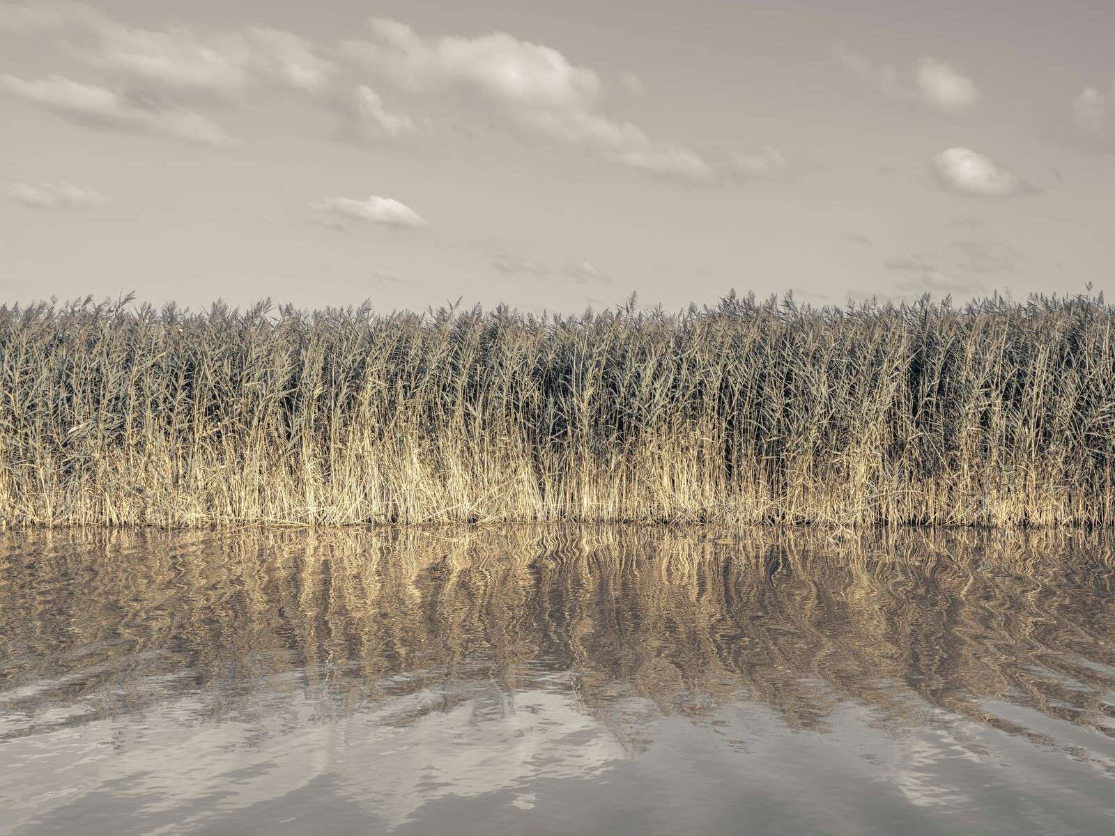 Høje siv langs bredden af en rolig kanal.