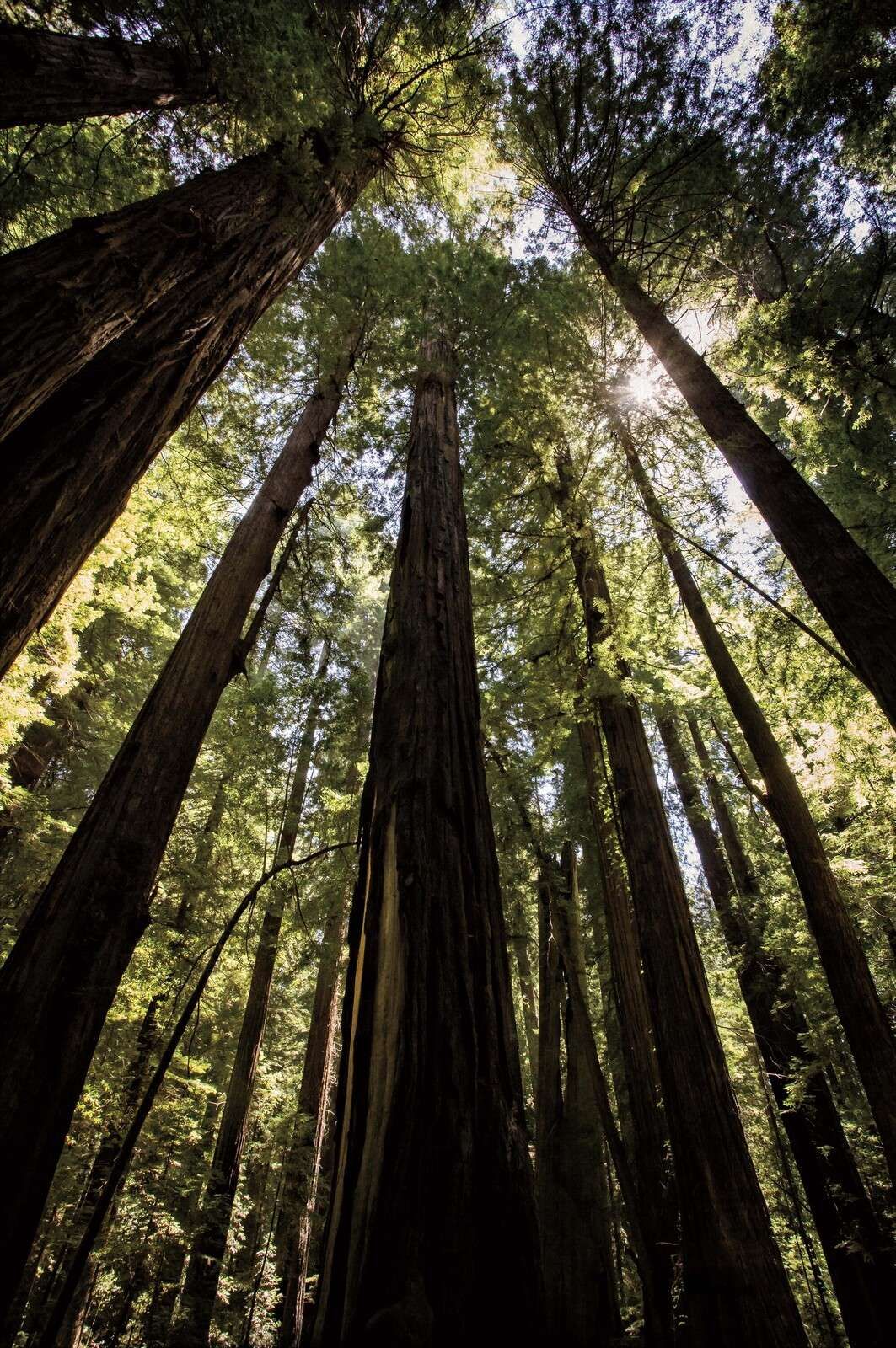 Reusetrær i Solskog