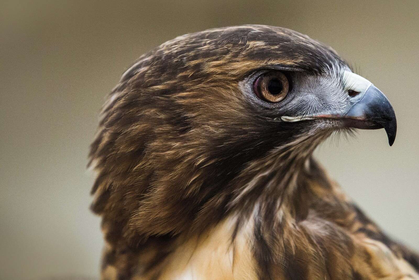 Arendblik I varm fjærdrakt