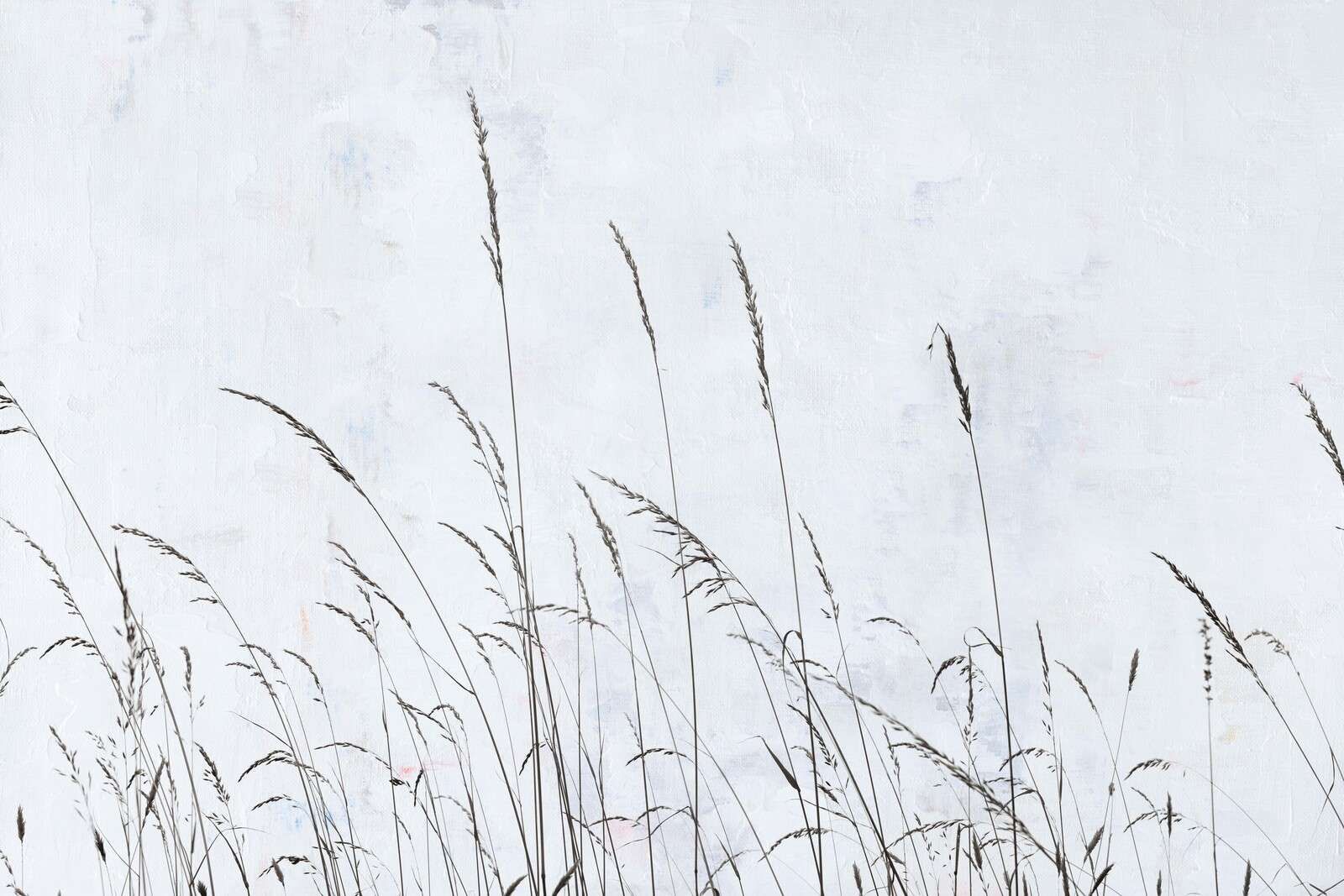 Mjukt vajande fältgräs i vitt ljus