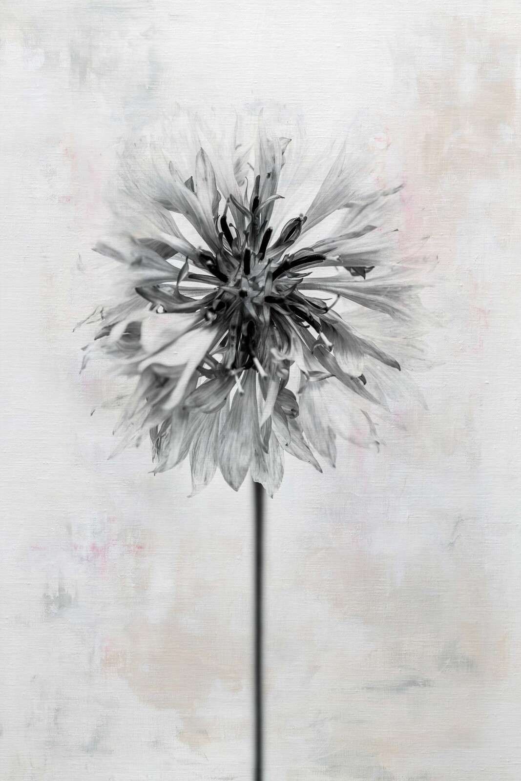 Sort blomst på lys baggrund