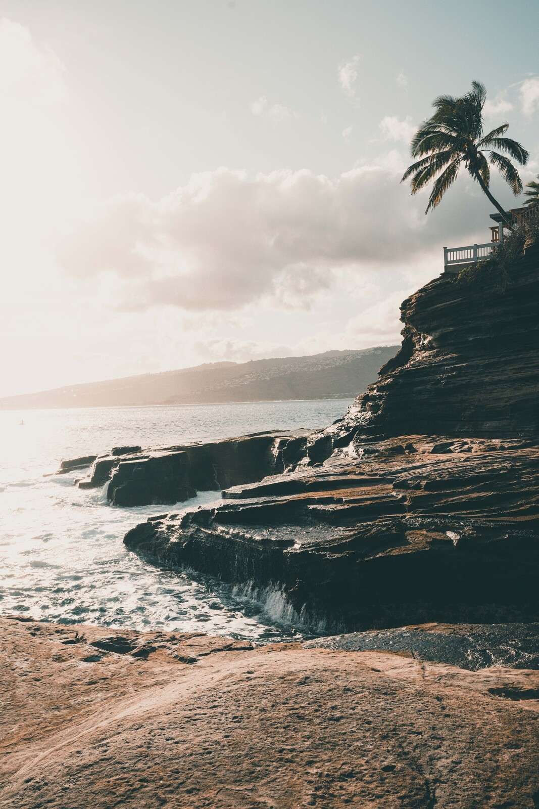 Steinete kyst med ensom palme.