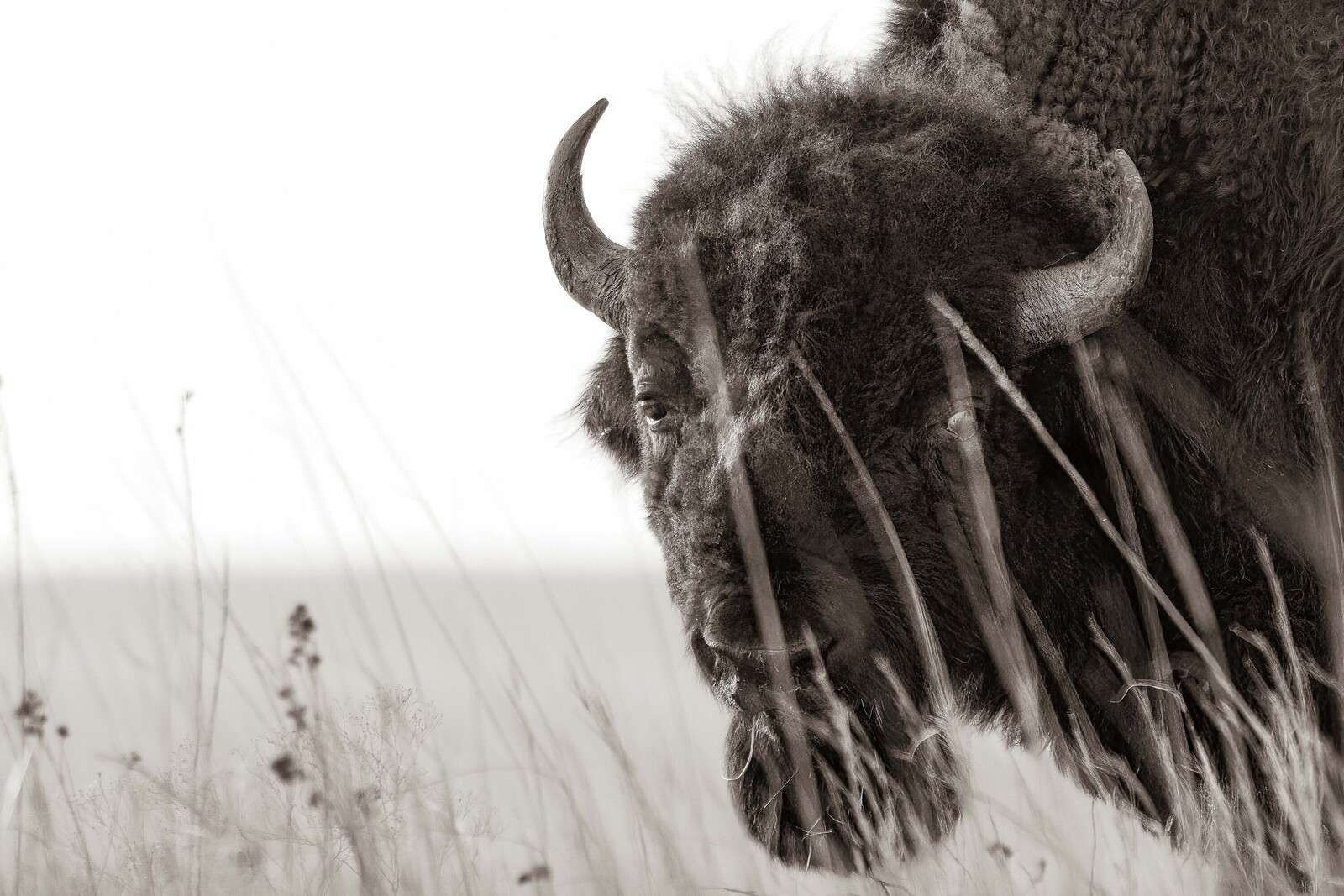 Bison blant præriegress.