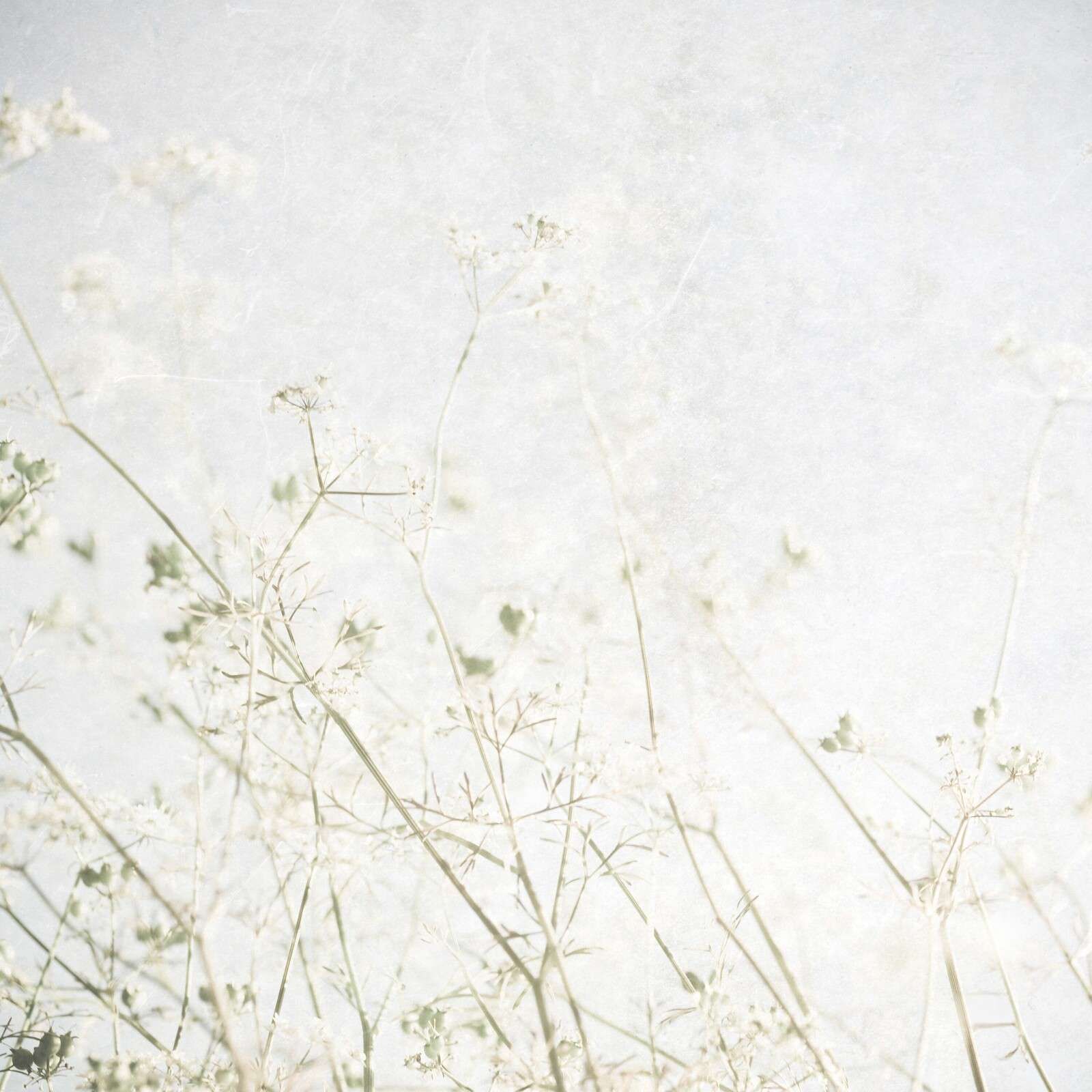 Ljusa fältblommor i morgondimma