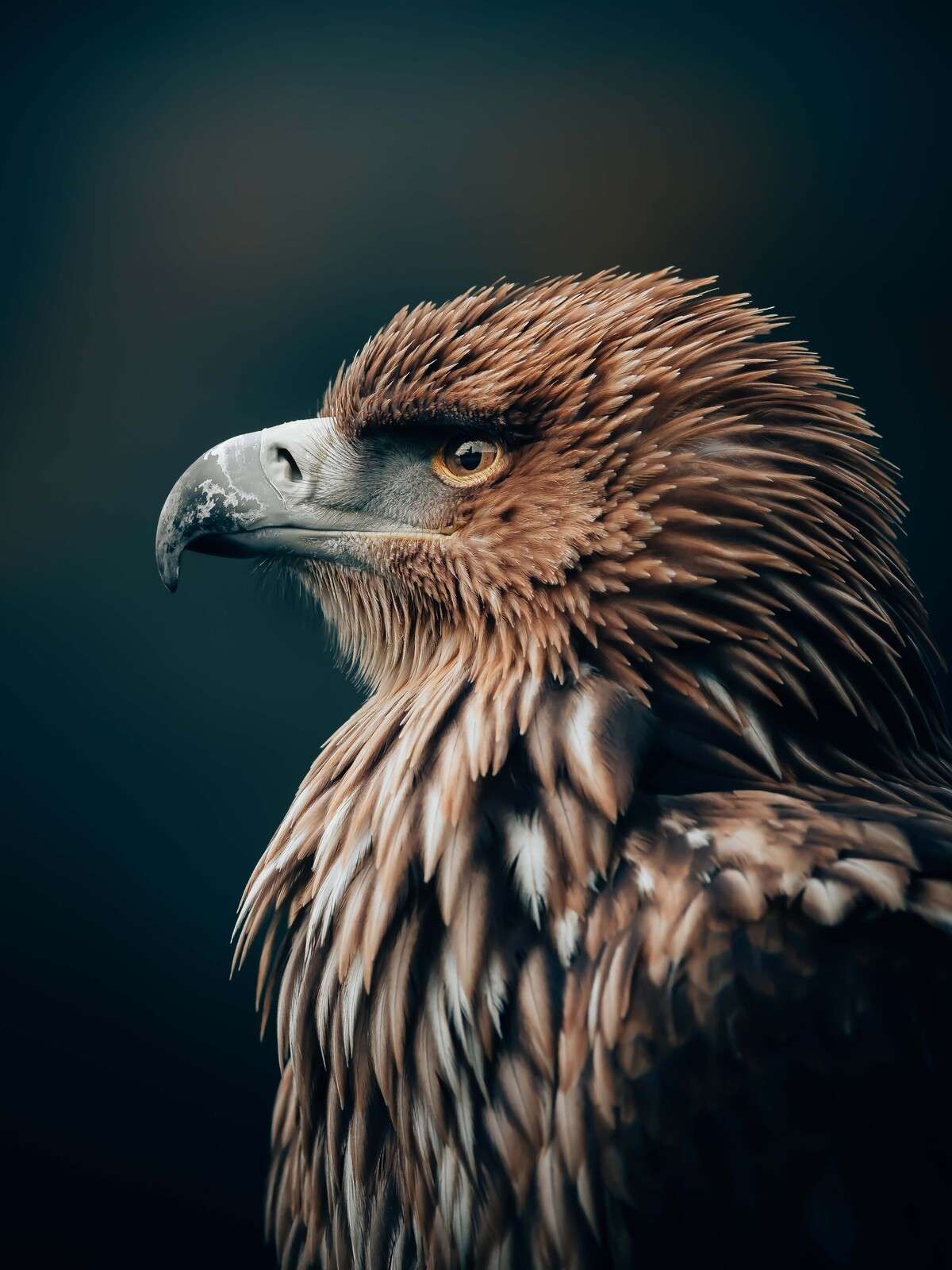 Ørn i stille konsentrasjon