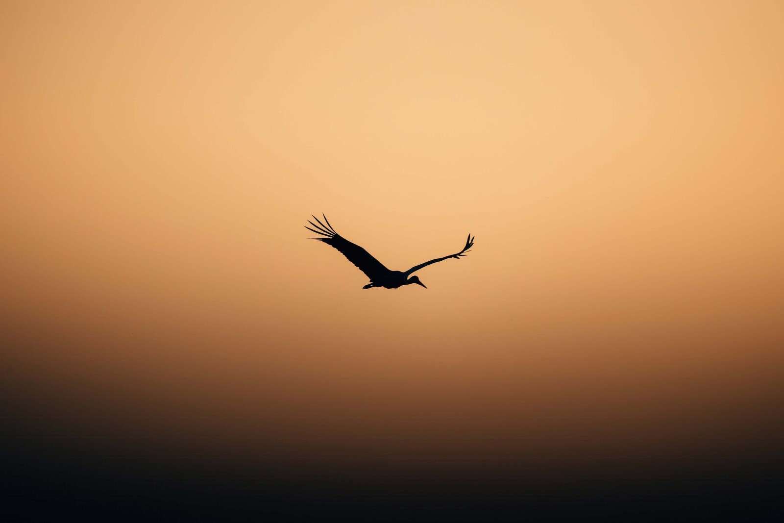 Flyvende stork ved solnedgang