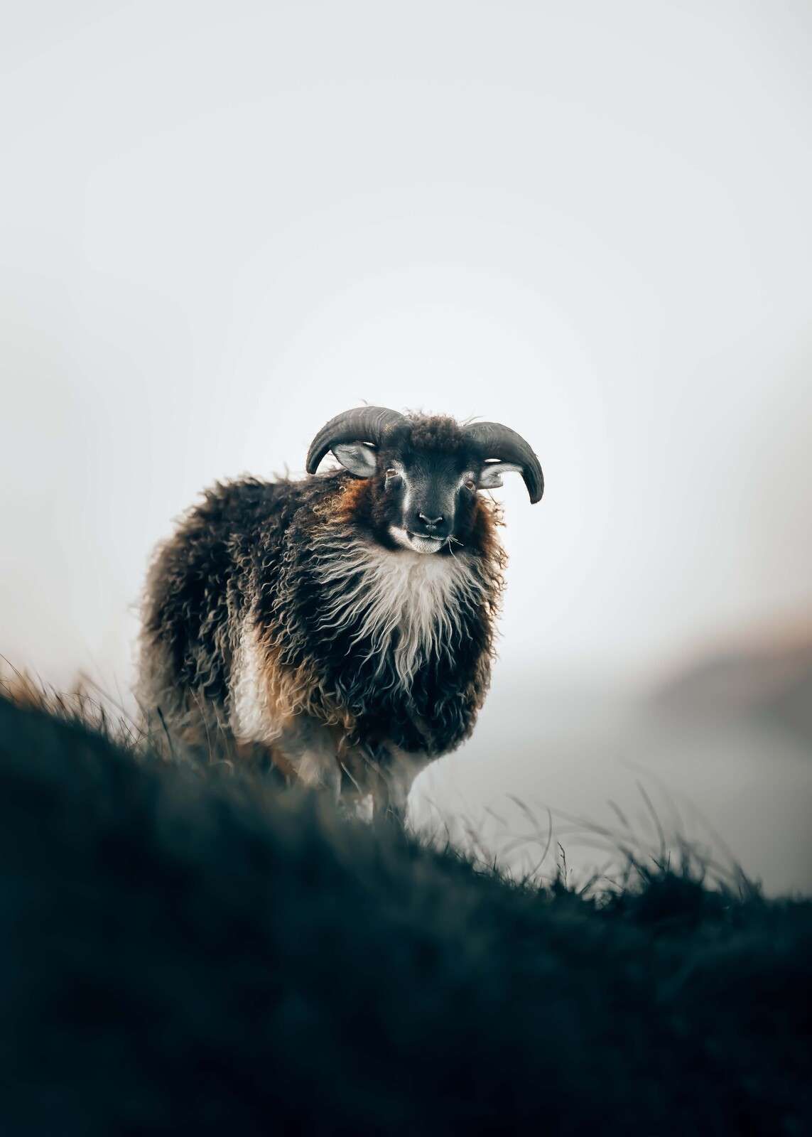 Vädur i morgondimman