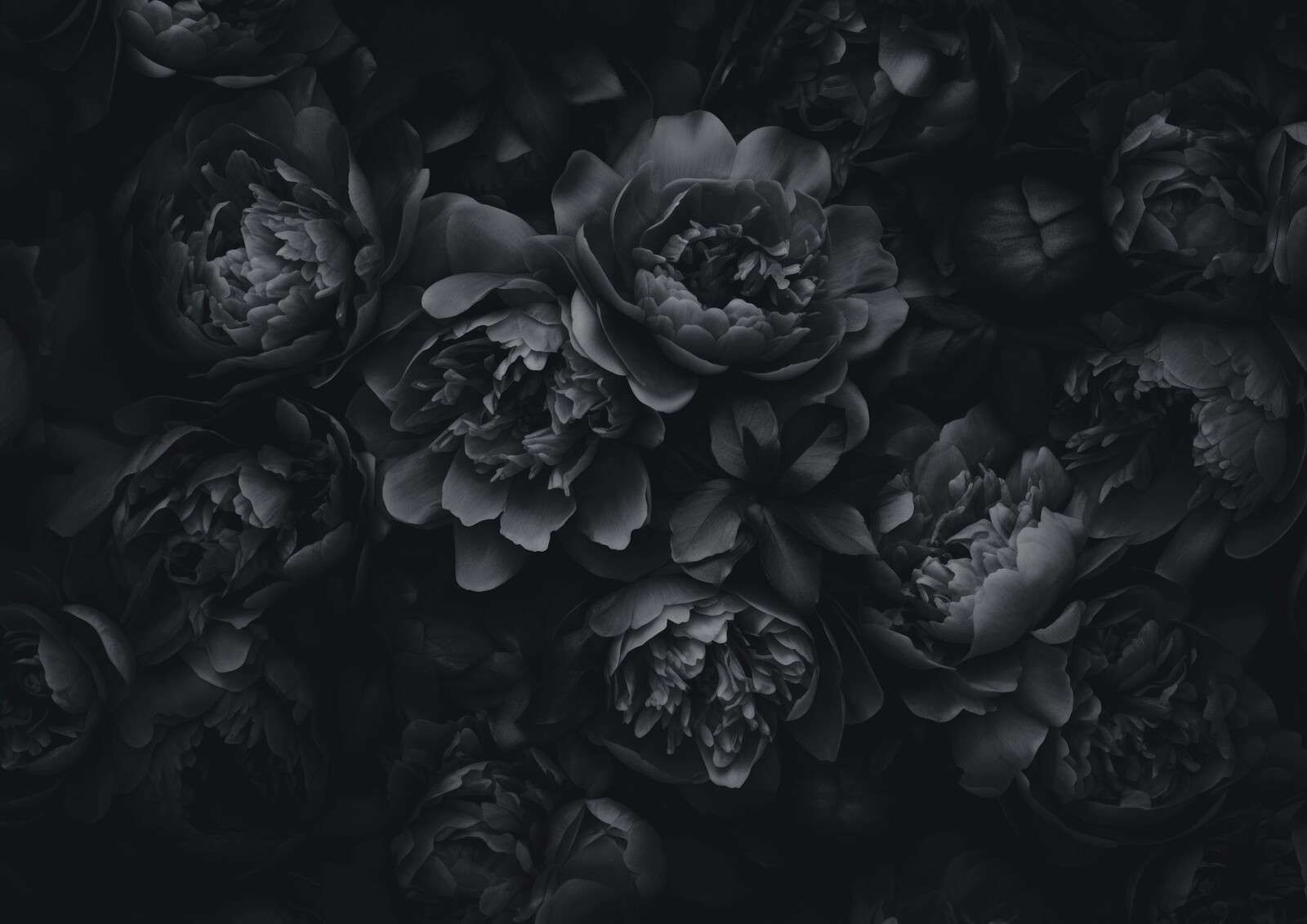 Prangende blomster sort grå
