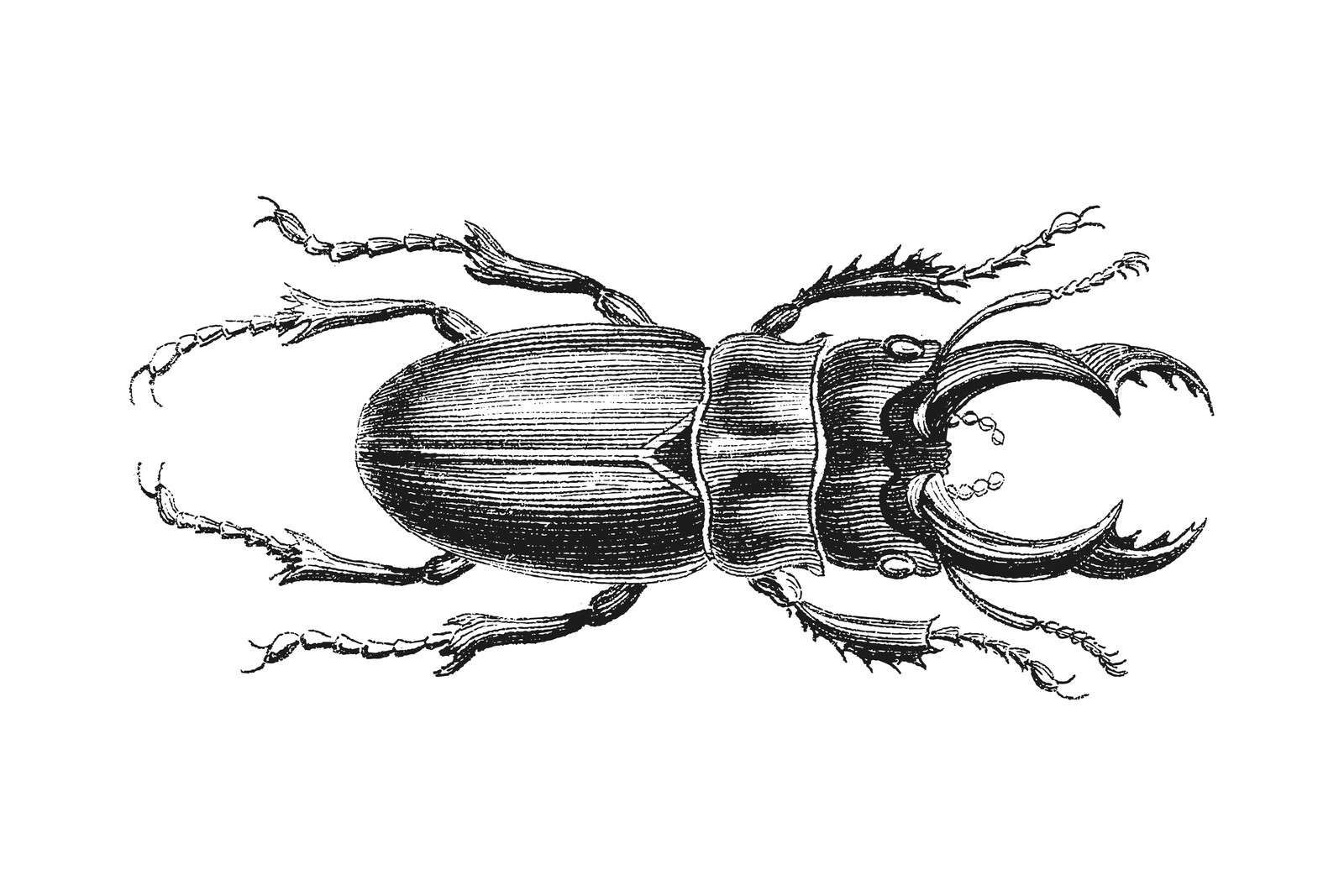 Stag beetle drawing