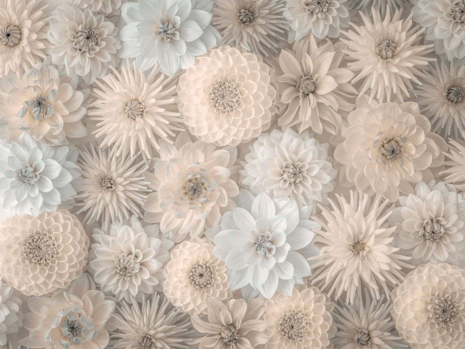 Cremefarvede blomster med blød blomstring