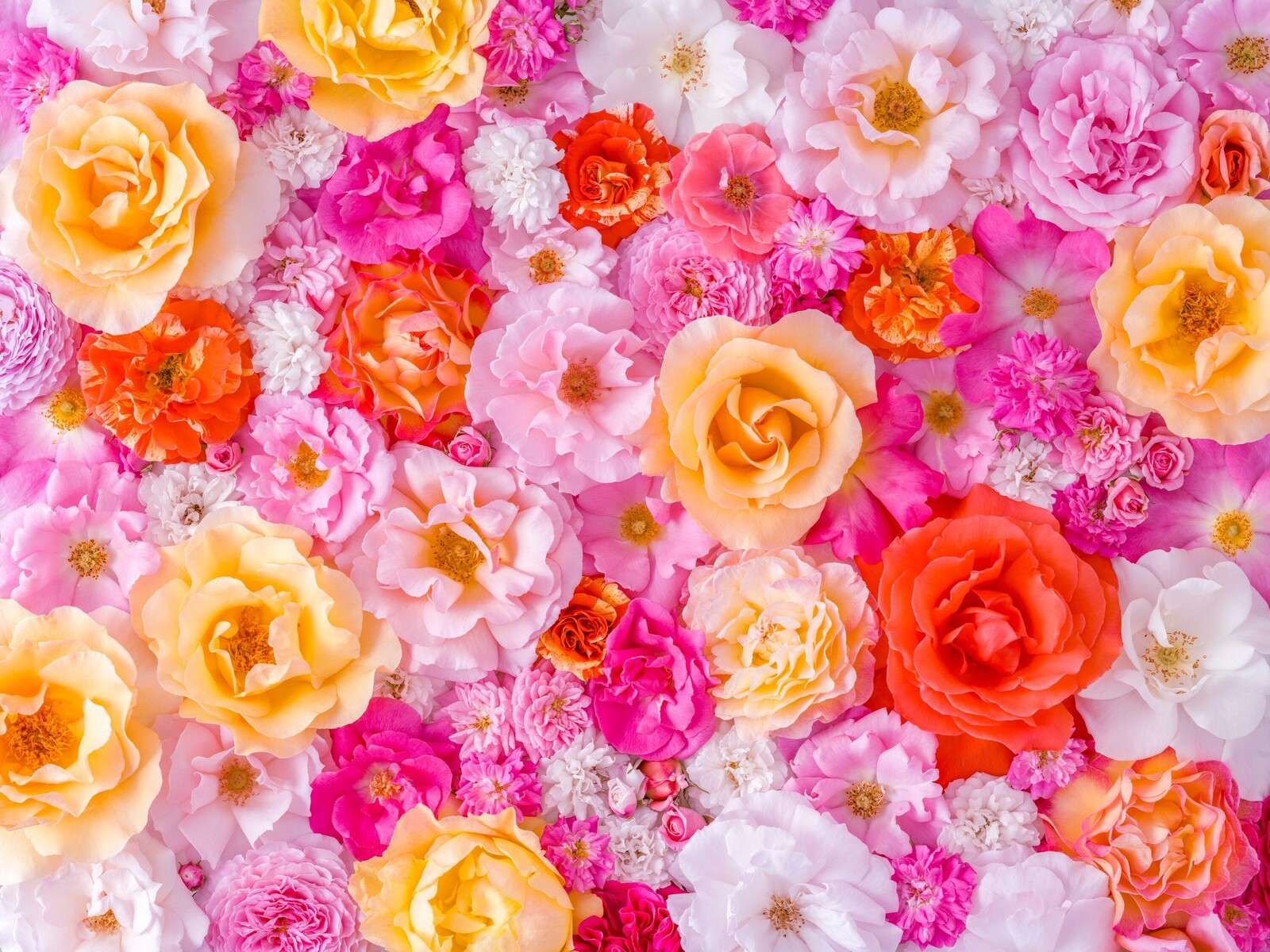 Färgglada rosor i pastellblomning