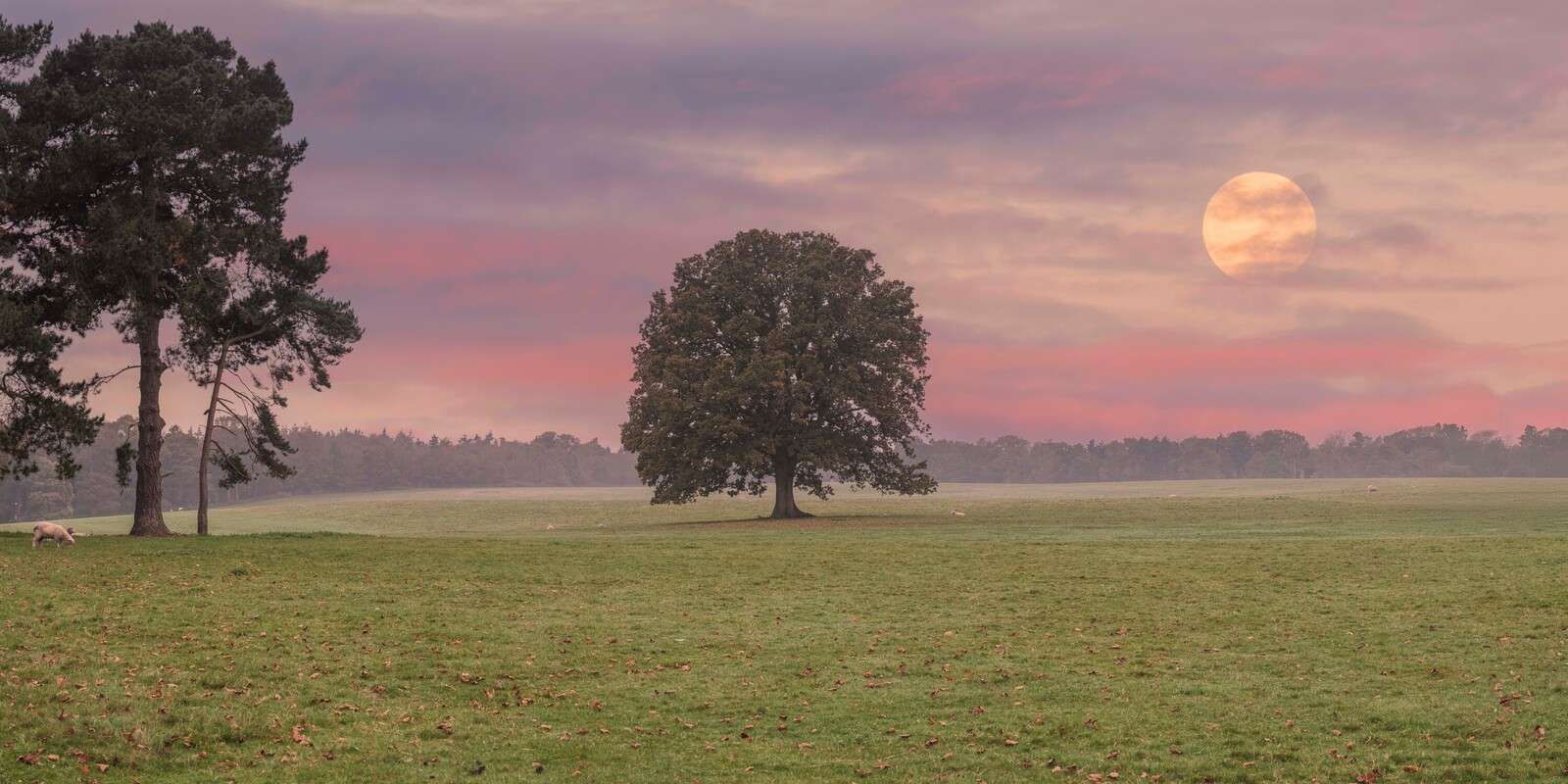 Måne over stille naturlandskap